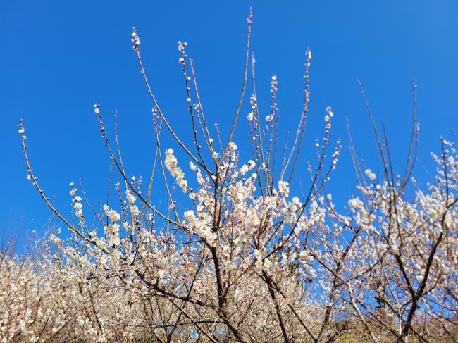 鴨川吉保梅の里の梅の写真