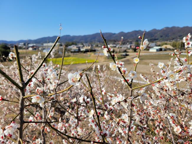 梅の里からの景観