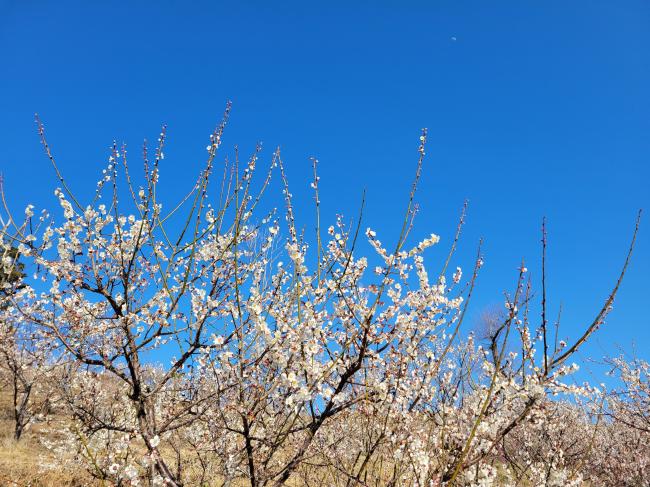 鴨川吉保梅の里の梅と青空の写真