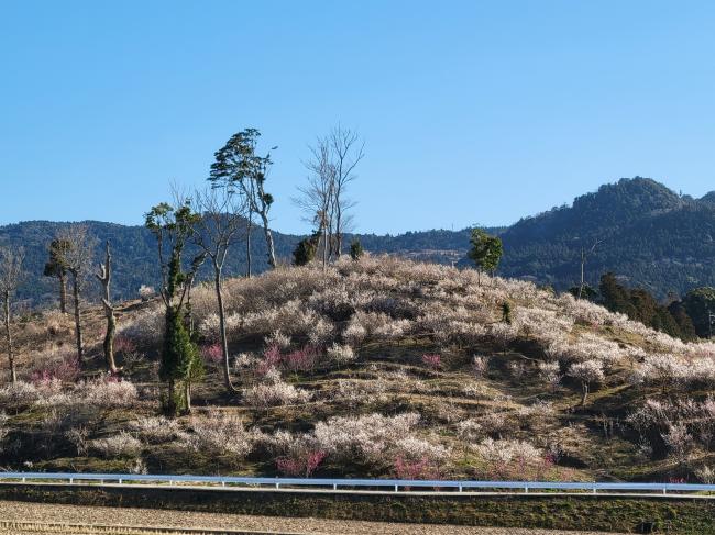 鴨川吉保梅の里の全景写真