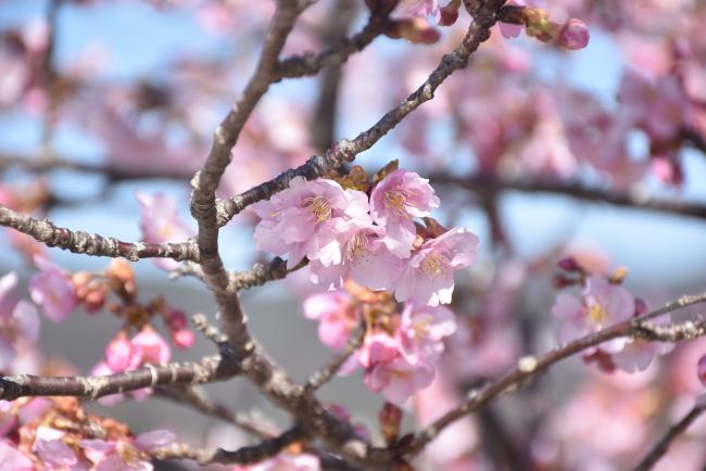 南小町の河津桜