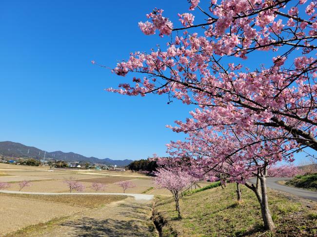 南小町に咲く河津桜の写真