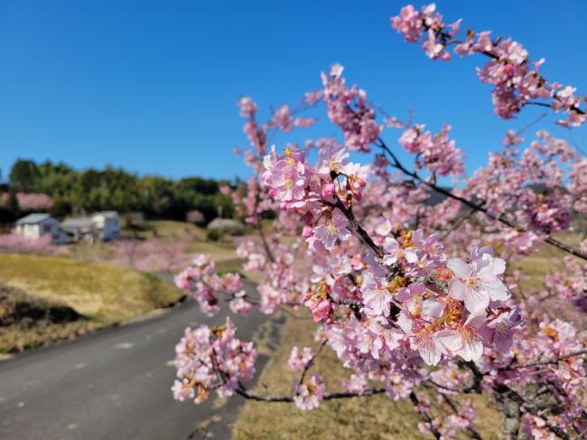 南小町に咲く河津桜の写真