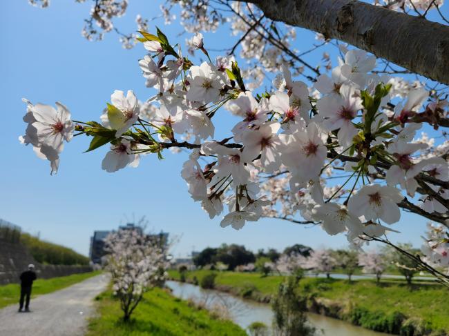 市役所裏のサクラ