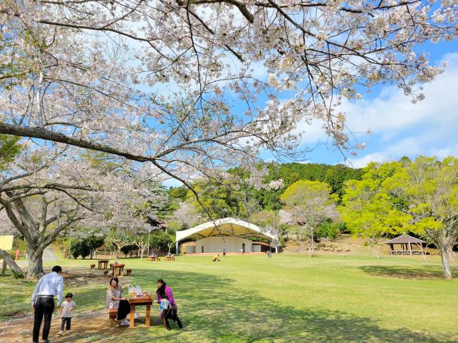 県民の森のサクラの写真