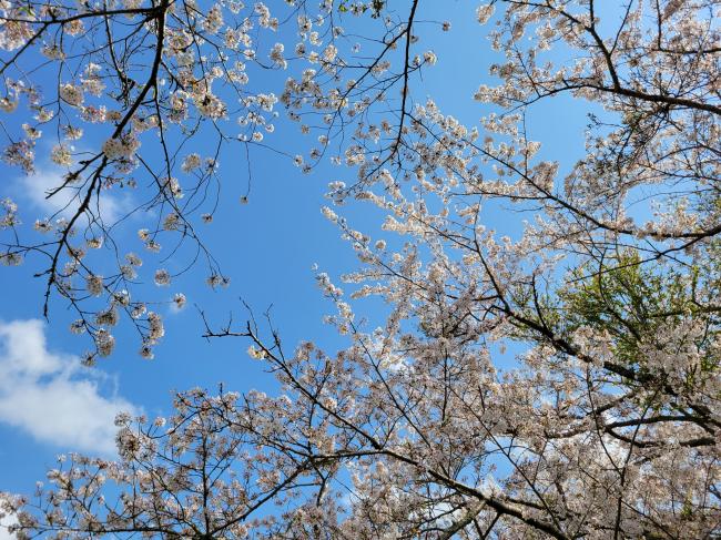 県民の森のサクラの写真