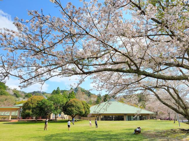 県民の森のサクラの写真