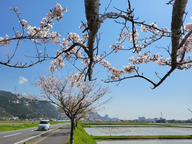 北部道路のサクラの写真