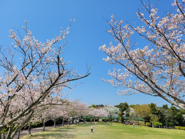 一戦場公園のサクラの写真