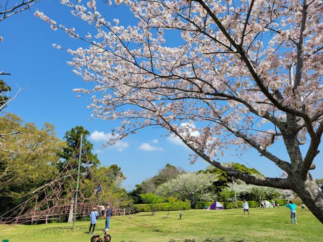 一戦場公園の桜の写真