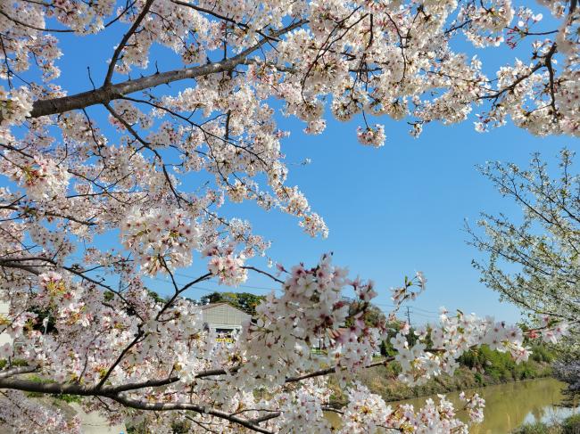 加茂川沿いのサクラの写真