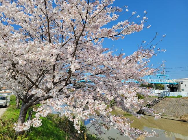 加茂川沿いの桜の写真