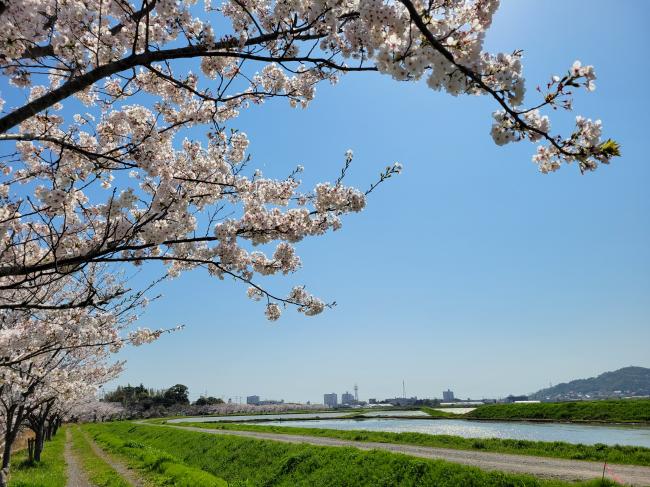 貝渚橋から加茂川沿いのサクラの写真