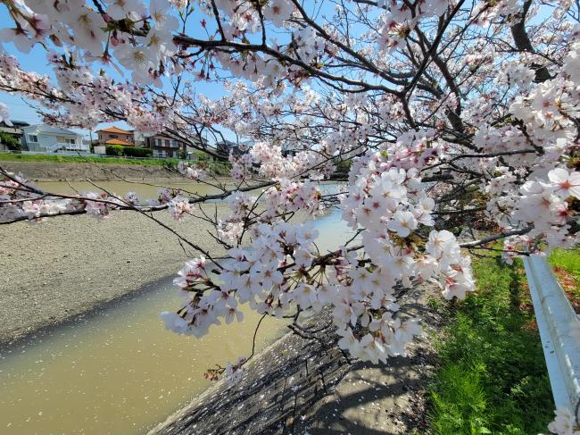 加茂川のサクラの写真