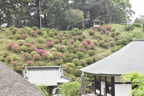 清澄寺のツツジの写真です