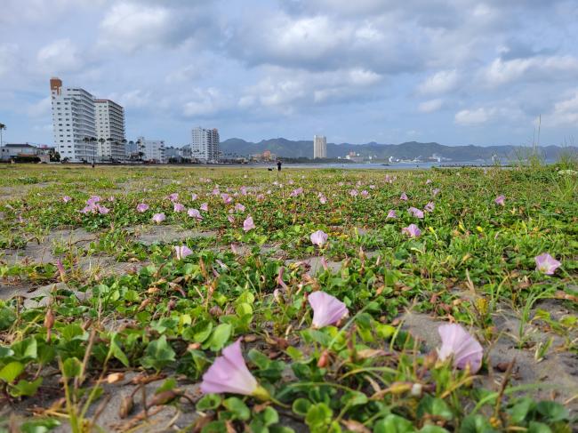 前原海岸とハマヒルガオの写真