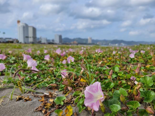 前原海岸のハマヒルガオの写真