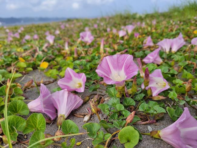 前原海岸のハマヒルガオの写真