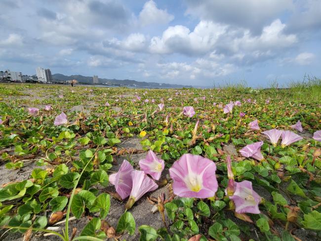 前原海岸に咲くハマヒルガオの写真