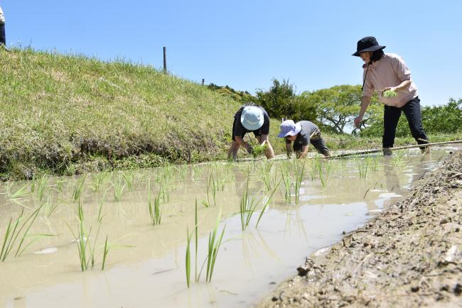 田植えを楽しむ家族連れの写真2