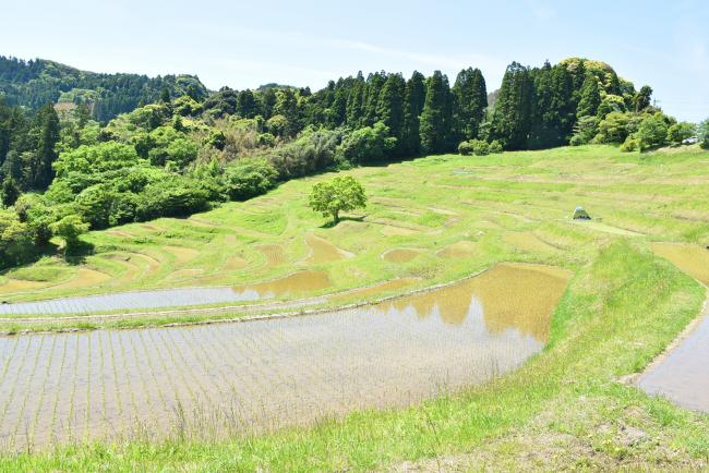 田植えを終えた大山千枚田の写真