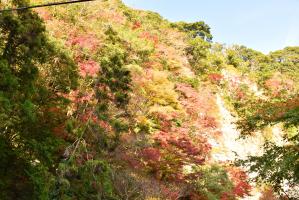 白岩橋からの紅葉
