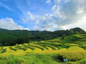 棚田の風景