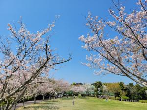 一戦場公園のサクラの写真