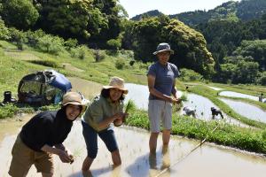 田植えを楽しむ家族連れの写真