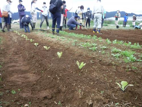 市民農園の定植の様子