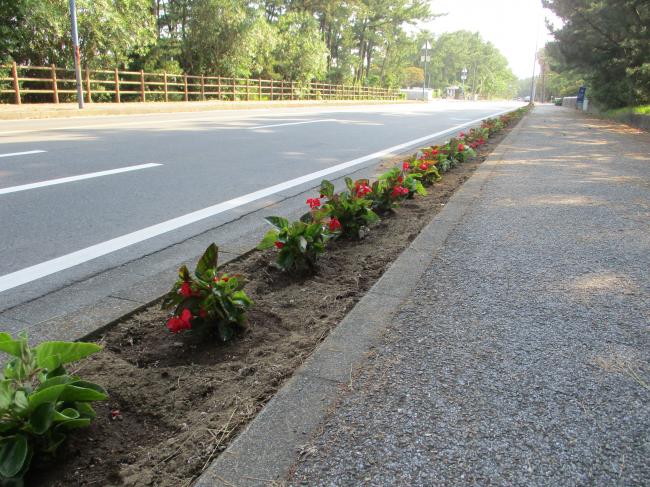 寄贈されたベゴニアとアメリカンブルーを国道128号線沿道の花壇に植栽しました