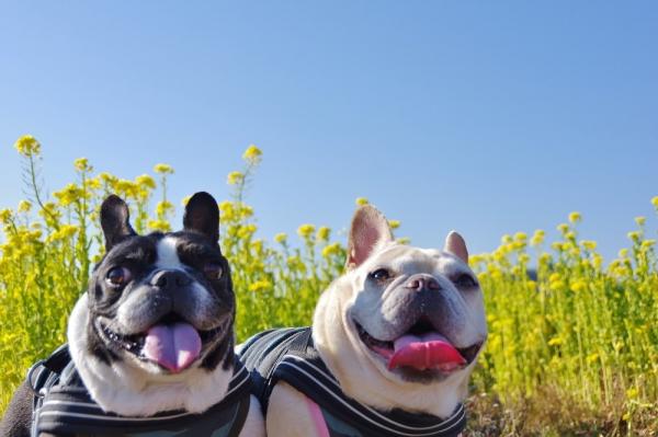 菜の花と犬